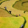 田野的头像