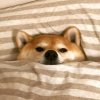 　的头像