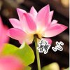 静心(暂忙回访不周见谅)的头像