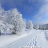 雪KAIXIN野的头像