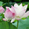 花样年华的头像