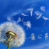 天涯蒲公英的头像