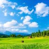 大地轻声的头像