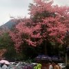 惜音家族的头像