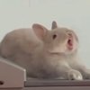 橘洛洛的头像