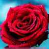 余音红玫瑰的头像
