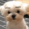 鸡其ジチ的头像