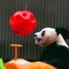 孔雀曼曼的头像