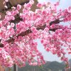春哥的头像