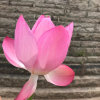 有你德日子。狠美的头像