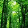 无忧草的头像
