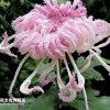 呵呵的头像