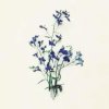 妄疏—芸莘（暂退）的头像