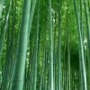 感悟的头像