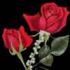 滴血玫瑰的头像