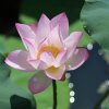 小小草（忙）的头像