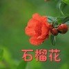 石榴花的头像