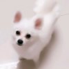 静怡的头像