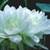 雪莲花工作忙，晚些回复，雪莲花的头像