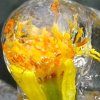 天山雪莲的头像