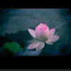 甜蜜蜜的头像