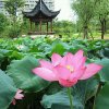 蹄莲秋芳的头像