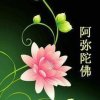 心似莲花的头像