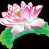 心的归回的头像
