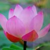 森芝歌的头像