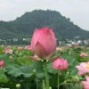 心疼2000《暂离》的头像