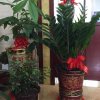 芳的头像