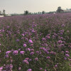 朝花惜时的头像