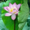雾里看花的头像