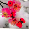 柳暗花明的头像