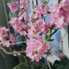   流星  的头像