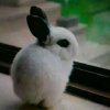susu的头像