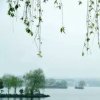 樱花的头像