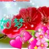 梦的头像