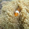 聲緣戀魚淡如水……的头像