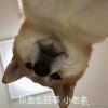 把酒凭栏温雪夜的头像