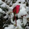 雪中玫瑰的头像