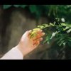 叶子的头像