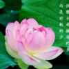 花开了，只是幻影的头像
