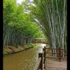 《淡忘》的头像