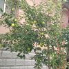 小样我就这样 已退出的头像