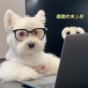 梦醒あ梦亦碎的头像