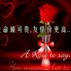 美丽生活的头像