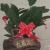云开月来的头像