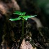 朝颜（此平台已停勿花勿礼）的头像