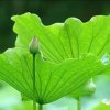 孤芳自赏的头像